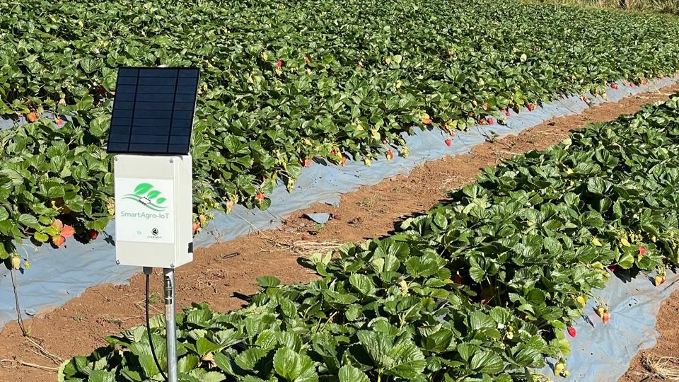 Sensor en terreno